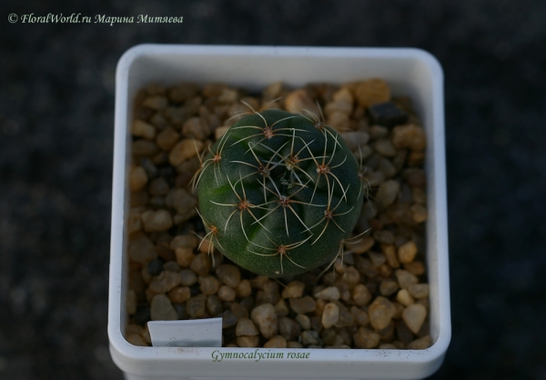 Gymnocalycium rosae
Ключевые слова: Gymnocalycium rosae