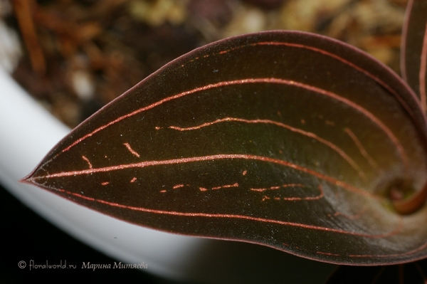 Лудизия (Гемария) разноцветная разн. Даусона - Ludisia (Haemaria) discolor var. dawsoniana
Молодой листик :-)
Ключевые слова:  Гемария разноцветная разн. Даусона Haemaria discolor var. dawsoniana