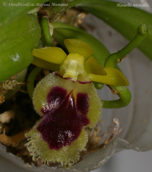 Haraella retrocalla 
Ключевые слова: Haraella retrocalla фото тайвань орхидея