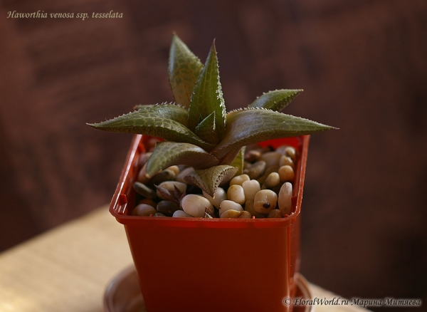 Haworthia venosa ssp. tesselata 
Ключевые слова: Haworthia venosa ssp. tesselata