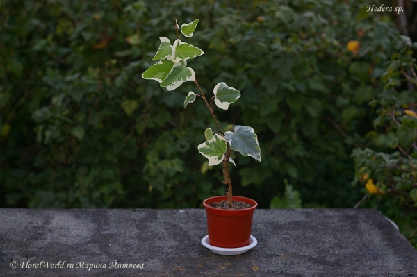 Плющ (Hedera)
Ключевые слова: Плющ (Hedera)