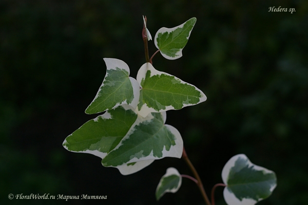 Плющ (Hedera)
Ключевые слова: Плющ (Hedera)