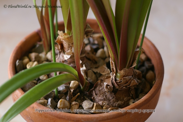 Hippeastrum sp
Луковица
Ключевые слова: Hippeastrum sp