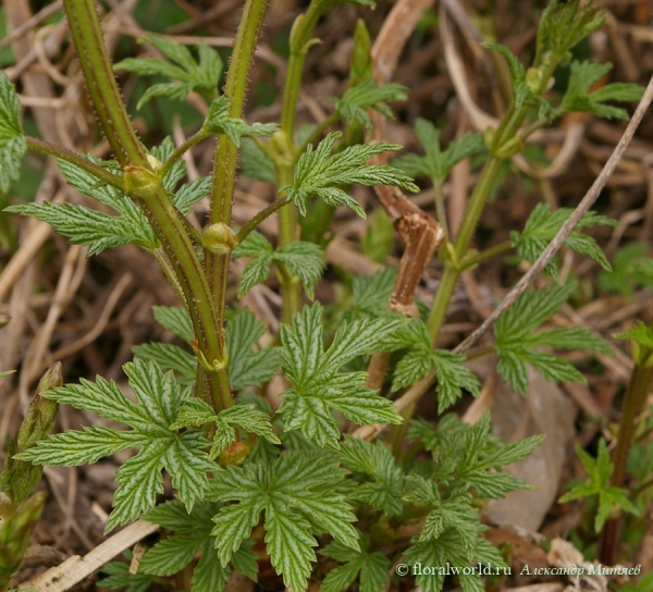 Пробудившийся хмель (Humulus lupulus L.)
Наступила весна появились первые листочки у хмеля (Humulus lupulus L.).
Ключевые слова: Пробудившийся хмель Humulus lupulus весна 