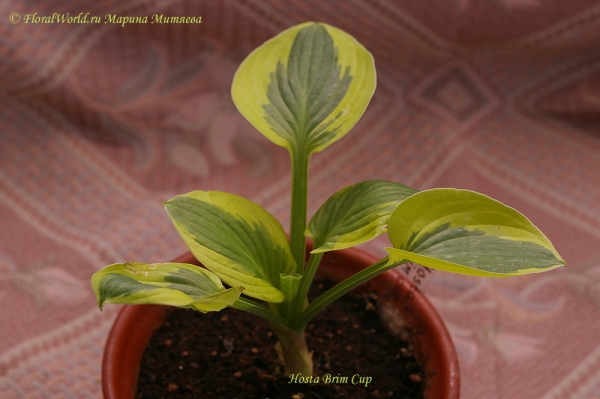 Hosta Brim Cup
Ключевые слова: Hosta Brim Cup