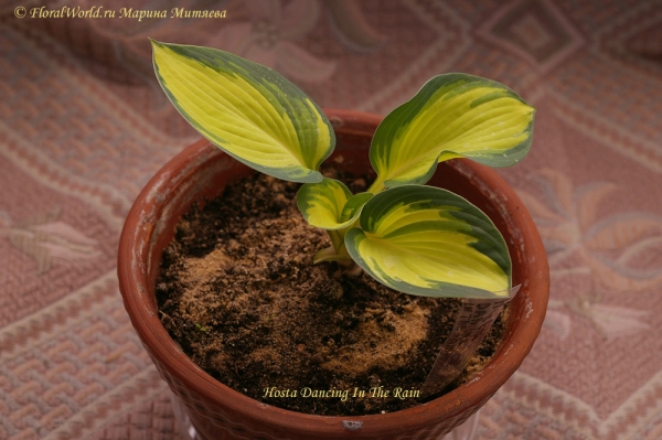 Hosta Dancing In The Rain
Ключевые слова: Hosta Dancing In The Rain