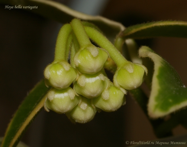 Бутоны Hoya bella variegata
Ключевые слова: Бутоны Hoya bella variegata