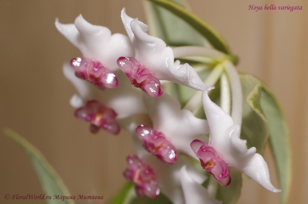 Hoya bella variegata
Ключевые слова: Hoya bella variegata