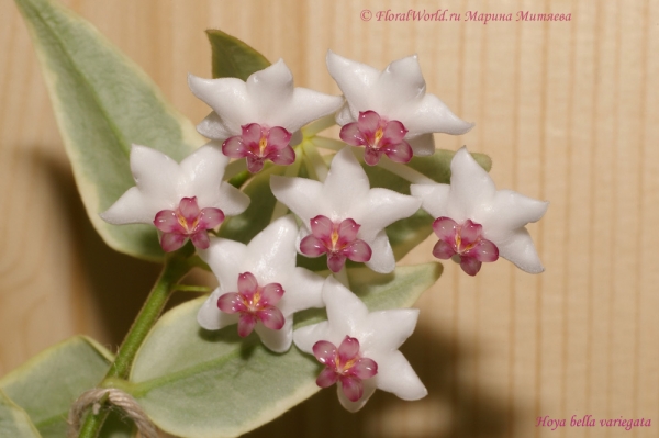 Hoya bella variegata
Ключевые слова: Hoya bella variegata