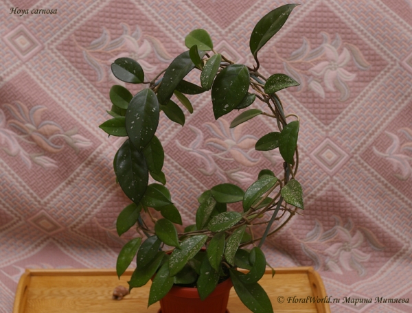 Hoya carnosa
Ключевые слова: Hoya_carnosa