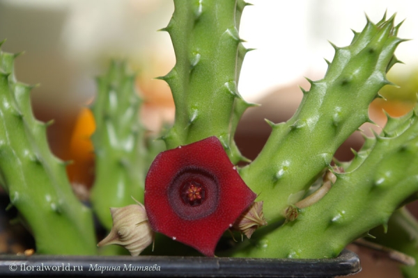 Гуерния кенийская (Huernia keniensis)
Моя красавица, цвела в этом году первый раз, очень долго, последний цветок отцвел в октябре. Иногда по утрам попахивала :-)

[url=http://floralworld.ru/forum/index.php?topic=9.0]Обсуждение гуернии на форуме[/url]
[url=http://www.floralworld.ru/encyclopedia/plants/Huernia.html]Статья о гуернии на моем сайте [/url]
Ключевые слова: Гуерния гуэрния кенийская Huernia keniensis фото цветения