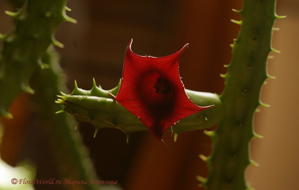 Гуерния кенийская (Huernia keniensis)
Ключевые слова: Гуерния кенийская Huernia keniensis фото цветок