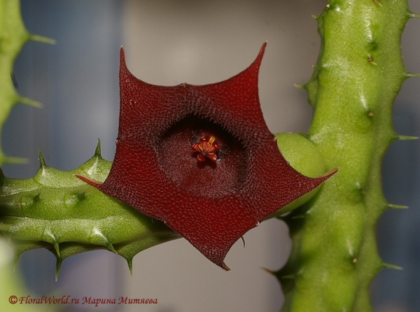 Гуерния кенийская (Huernia keniensis)
Ключевые слова: Гуерния кенийская Huernia keniensis фото цветок