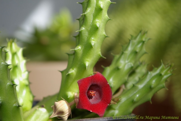 Гуерния кенийская (Huernia keniensis)
[url=http://floralworld.ru/forum/index.php?topic=9.0]Обсуждение гуернии на форуме[/url]
[url=http://www.floralworld.ru/encyclopedia/plants/Huernia.html]Статья о гуернии на моем сайте [/url]
Ключевые слова: Гуерния гуэрния кенийская Huernia keniensis фото цветения