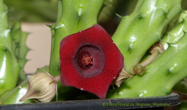 Гуерния кенийская (Huernia keniensis)
[url=http://floralworld.ru/forum/index.php?topic=9.0]Обсуждение гуернии на форуме[/url]
[url=http://www.floralworld.ru/encyclopedia/plants/Huernia.html]Статья о гуернии на моем сайте [/url]
Ключевые слова: Гуерния гуэрния кенийская  Huernia keniensis фото цветения 