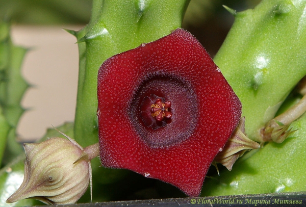 Гуерния кенийская (Huernia keniensis)
[url=http://floralworld.ru/forum/index.php?topic=9.0]Обсуждение гуернии на форуме[/url]
[url=http://www.floralworld.ru/encyclopedia/plants/Huernia.html]Статья о гуернии на моем сайте [/url]
Ключевые слова: Гуерния гуэрния кенийская  Huernia keniensis фото цветения 