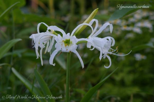 Hymenocallis caribaea
Ключевые слова: Hymenocallis caribaea