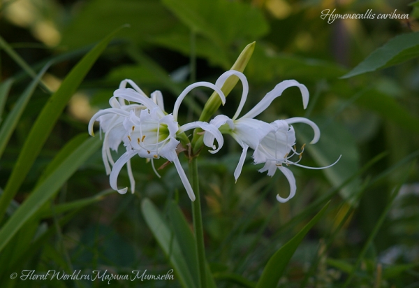 Hymenocallis caribaea
Ключевые слова: Hymenocallis caribaea