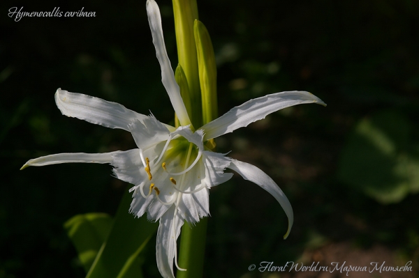 Hymenocallis caribaea
Ключевые слова: Hymenocallis caribaea