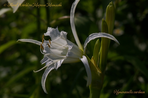 Hymenocallis caribaea
Ключевые слова: Hymenocallis caribaea