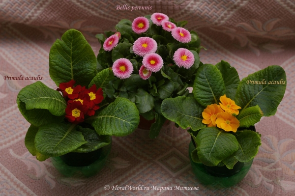 Мои покупки
Две  Primula acaulis, посередине Bellis perennis (Маргаритка)
Ключевые слова: Primula acaulis Bellis perennis