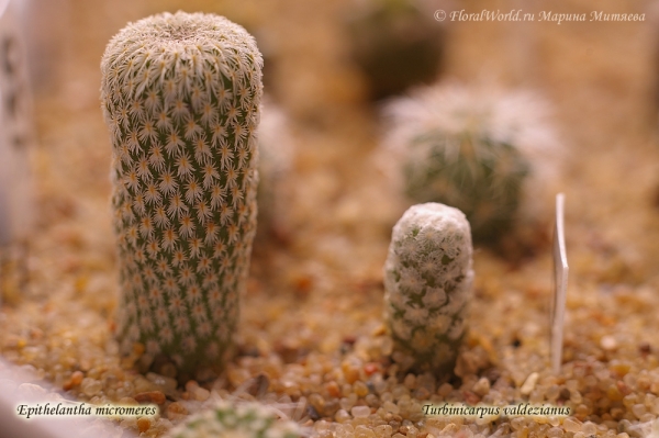 Epithelantha micromeres и Turbinicarpus valdezianus
Ключевые слова: Epithelantha micromeres Turbinicarpus valdezianus