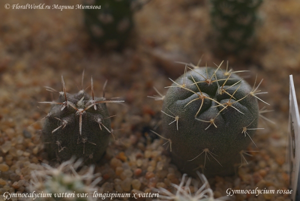 Гимнокалициумы
Gymnocalycium vatteri var.  longispinum x vatteri  и Gymnocalycium rosae (справа)
Ключевые слова: Gymnocalycium vatteri var. longispinum x vatteri Gymnocalycium rosae