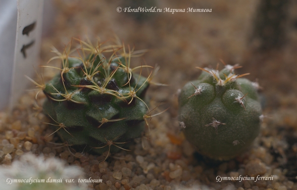 Гимнокалициумы
Gymnocalycium damsii  var.  torulosum и Gymnocalycium ferrarii (справа)
Ключевые слова: Gymnocalycium damsii var. torulosum и Gymnocalycium ferrarii