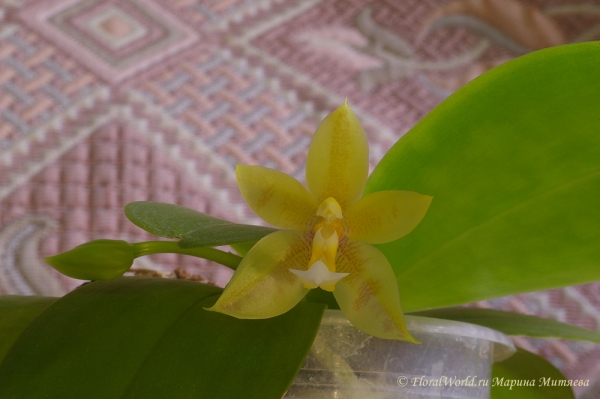 Phalaenopsis cornu-cervi  alba x violacea var alba
А должен был быть Phalaenopsis violacea 'Borneo' , получила из Култаны
Ключевые слова: Phalaenopsis cornu-cervi alba x violacea var alba