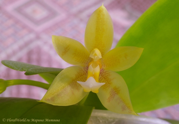 Phalaenopsis cornu-cervi  alba x violacea var alba
а должен был быть Phalaenopsis violacea 'Borneo', получила из Култаны
Ключевые слова: Phalaenopsis cornu-cervi alba x violacea var alba Култана