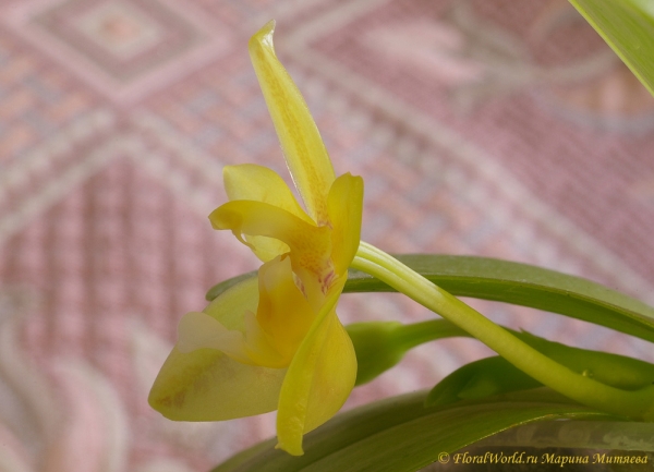 Phalaenopsis cornu-cervi  alba x violacea var alba
Ключевые слова: Phalaenopsis cornu-cervi alba x violacea var alba