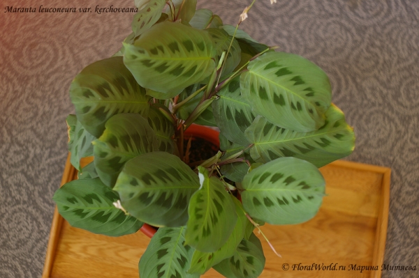 Maranta leuconeura var. kerchoveana
Ключевые слова: Maranta leuconeura var. kerchoveana