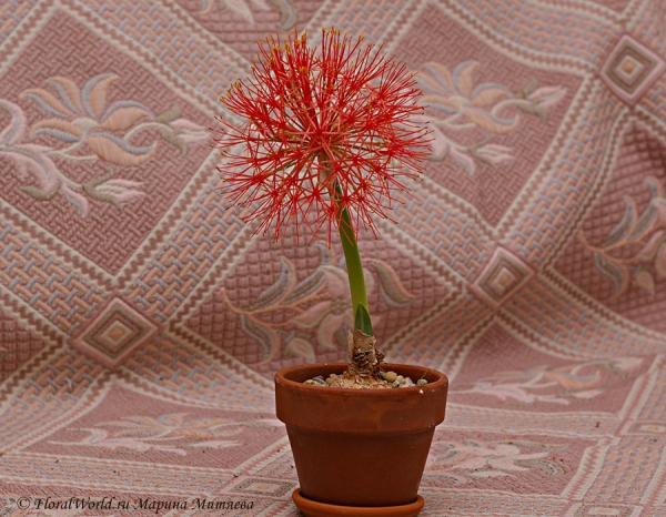 Scadoxus multiflorus
Ключевые слова: Scadoxus multiflorus