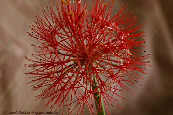 Scadoxus multiflorus
Ключевые слова: Scadoxus multiflorus