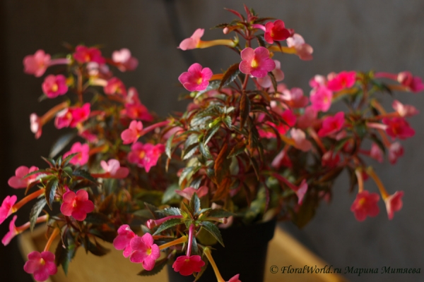 Ахименес (Achimenes sp.)
Ключевые слова: Ахименес Achimenes цветы фото цветет