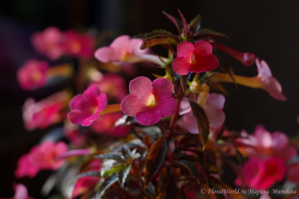 Ахименес (Achimenes sp.)
Ключевые слова: Ахименес Achimenes цветы фото цветет