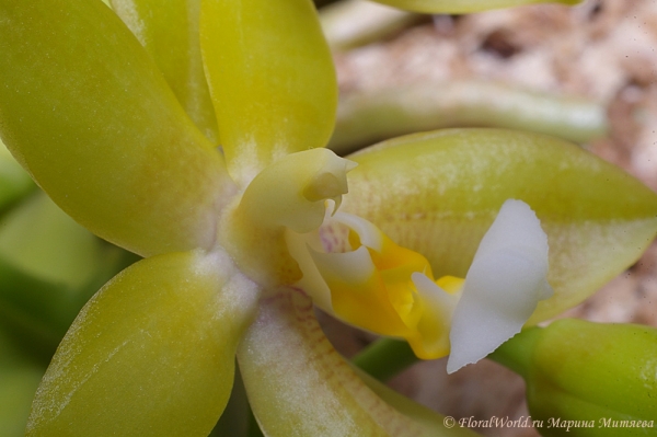 Phalaenopsis cornu-cervi  alba x violacea var alba
