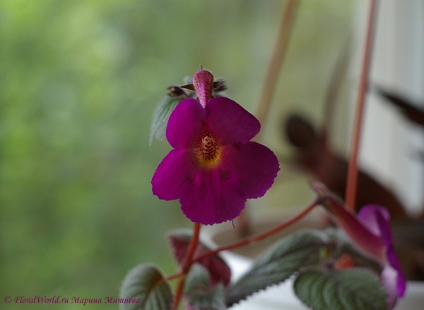 Ахименес (Achimenes sp.)
Ключевые слова: Ахименес Achimenes цветы фото цветет