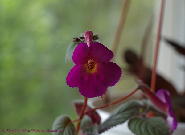 Ахименес (Achimenes sp.)
Ключевые слова: Ахименес Achimenes цветы фото цветет