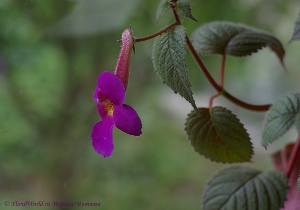 Ахименес (Achimenes sp.)
Ключевые слова: Ахименес Achimenes цветы фото цветет