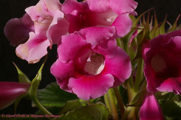  Синнингия прекрасная (Sinningia speciosa)
Ключевые слова: Синнингия прекрасная Sinningia speciosa Глоксиния