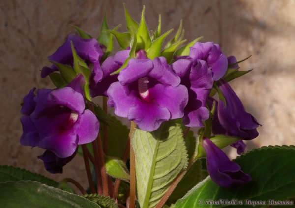  Синнингия прекрасная (Sinningia speciosa)
Ключевые слова: Синнингия прекрасная Sinningia speciosa  Глоксиния Gloxinia фото