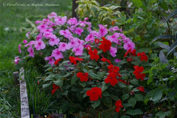 Бальзамины (Impatiens ssp.)
Ключевые слова: Бальзамины (Impatiens ssp.)