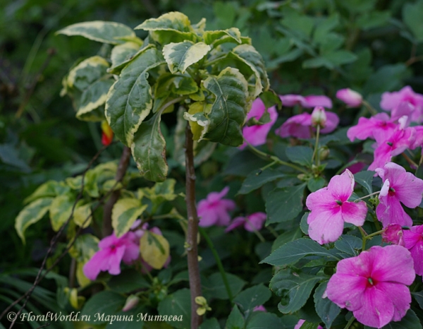 Бальзамин ниамейский (Impatiens niamniamensis)
Ключевые слова: Бальзамин ниамейский Impatiens niamniamensis