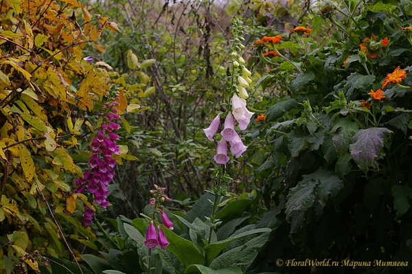 Наперстянка (Digitalis ssp) и Титония 
Ключевые слова: Наперстянка Digitalis Титония