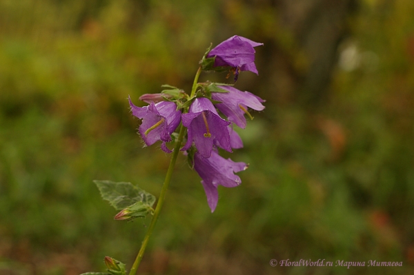 Колокольчик (Campanula)
Ключевые слова: Колокольчик Campanula