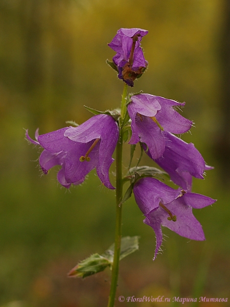 Колокольчик (Campanula)
Ключевые слова: колокольчик Campanula