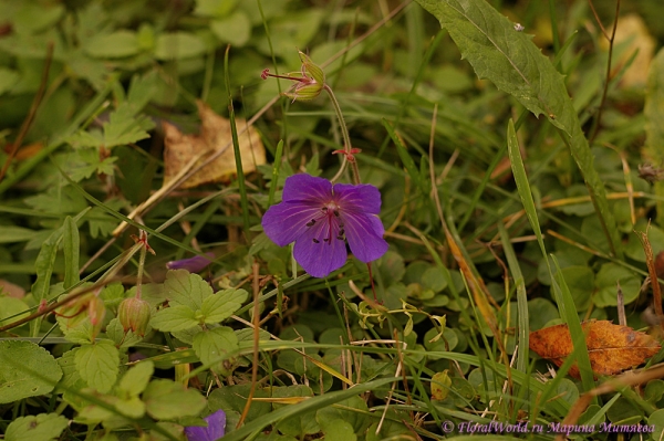 Geranium pratense
Ключевые слова: Geranium pratense