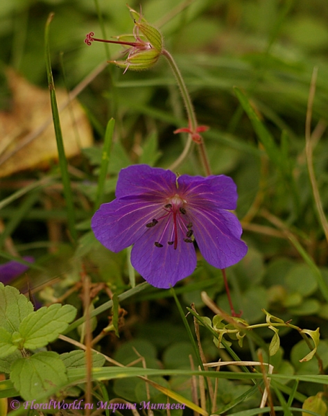 Geranium pratense
Ключевые слова: Geranium pratense