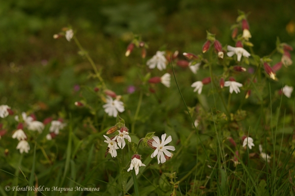 Silene latifolia
Ключевые слова: Silene latifolia